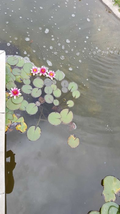 КОРЕН ОТ Многогодишни водни лилии - бели , розови , жълти 2=3
