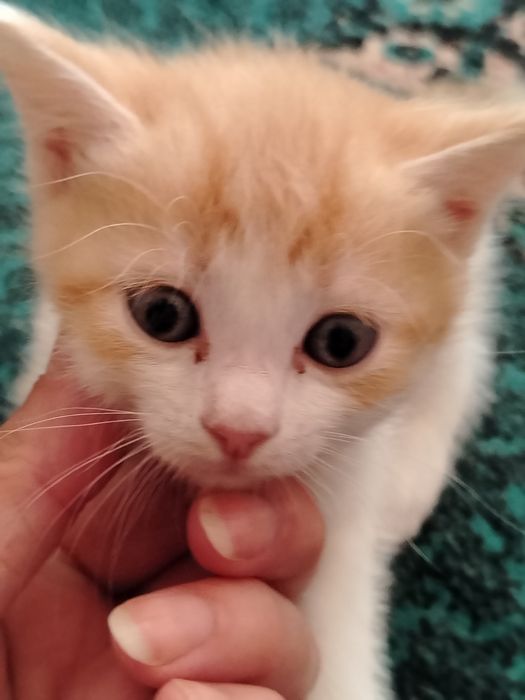 Котята. Четыре мальчика. Две девочки