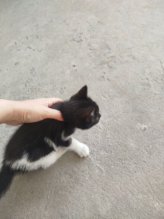 Котёнок продается