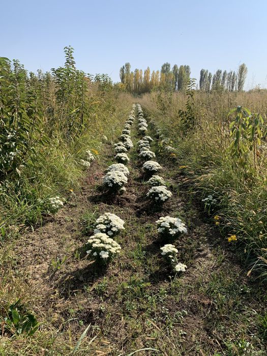 Глобус цветы в наличии vip