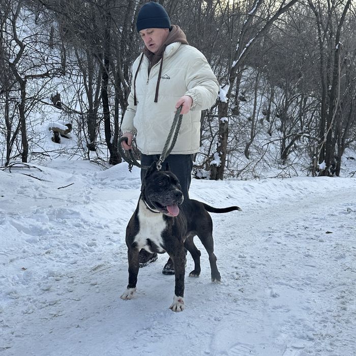 Питбуль Кабель Вязка мерль окрас мраморный