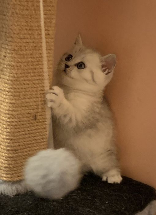 British chinchila silver