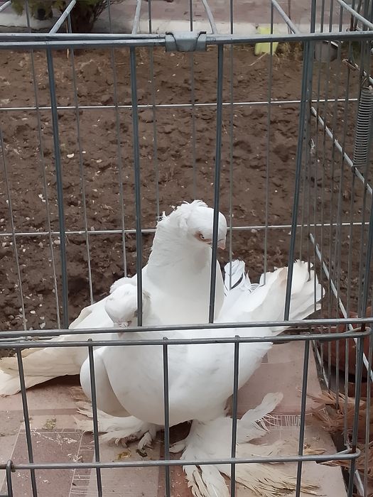 Голуби чубатый тараз