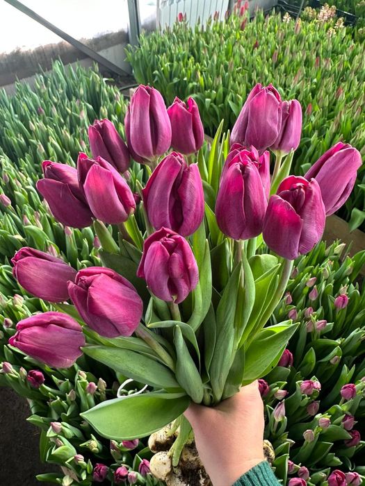 Тюльпаны оптом на 8 марта