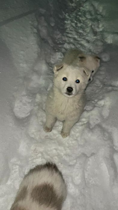 Ищем добрые руки для щенков