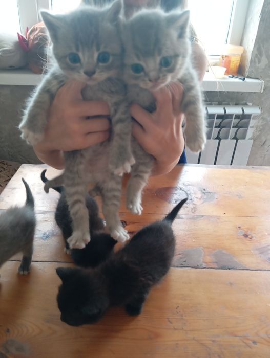 Продаю  британских котят