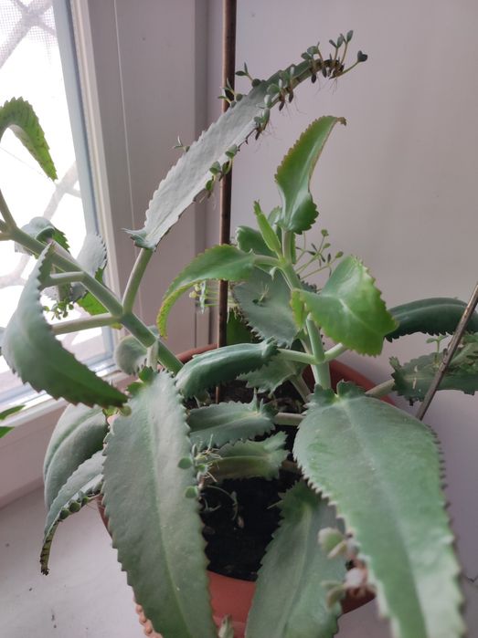 Каланхоэ лечебное