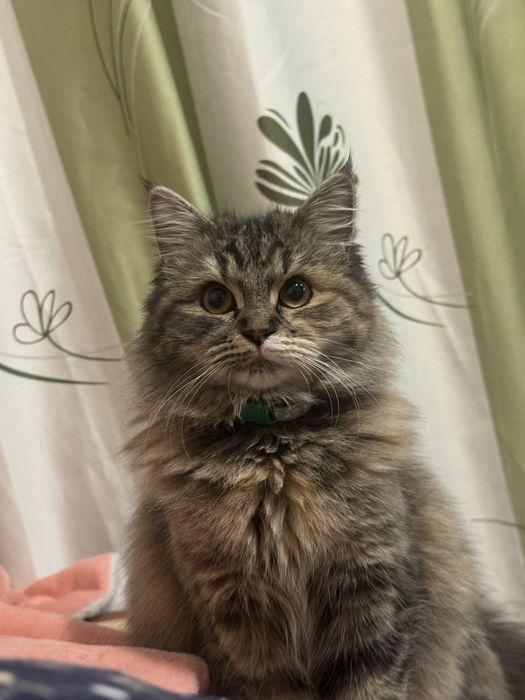 Кошка по кличке Мия