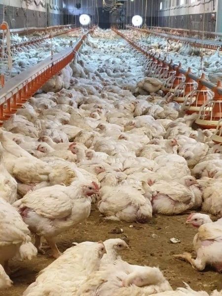 Vând pui rasă mixta si pui de carne