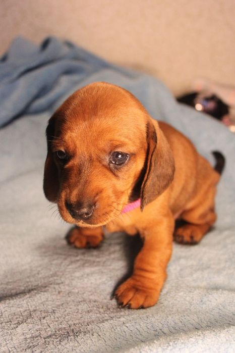 Клуб такс. Приходи.