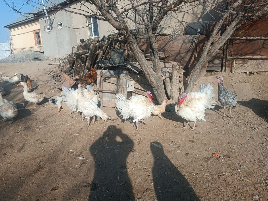 Индюки, қораздары