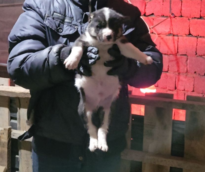 Продаются щенки банзая(118кг)