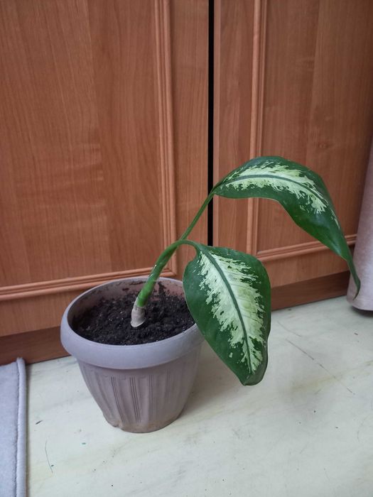 Продам комнатные цветы