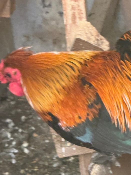 Карликовые петухи