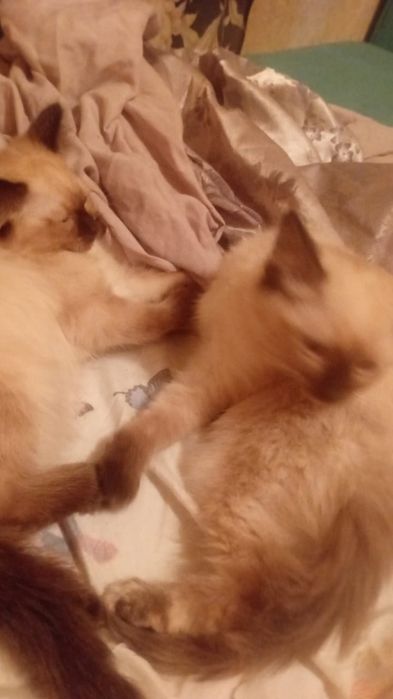 Котята сеамские 2вое девочек