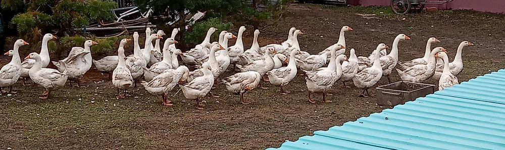 Продам гусей Линда