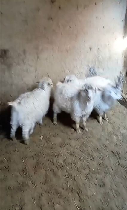 продам с доставкой коз барашеков