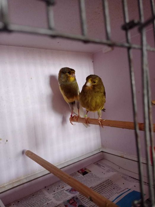 Йоркширская канарейка