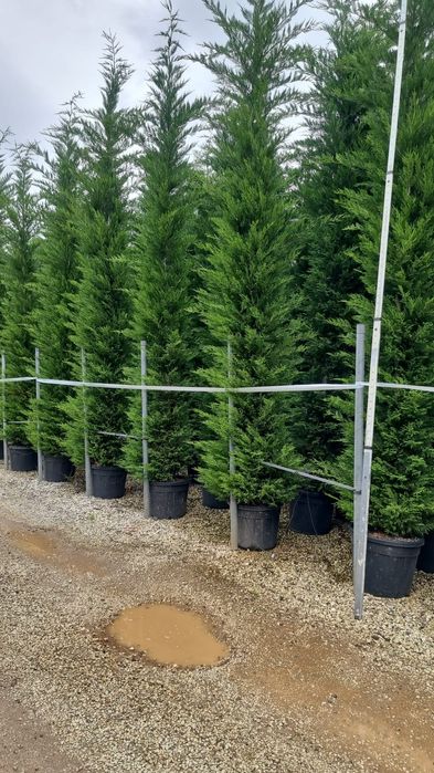 Leylandy toate dimensiunile calitate extra