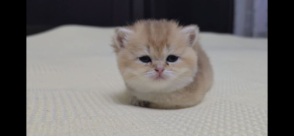 Британская золотая шиншилла девочка