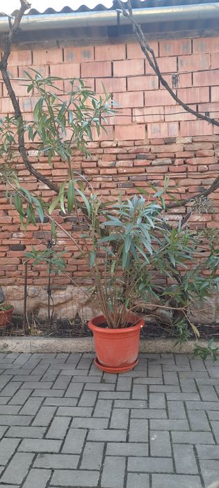 Leandru cu flori roz