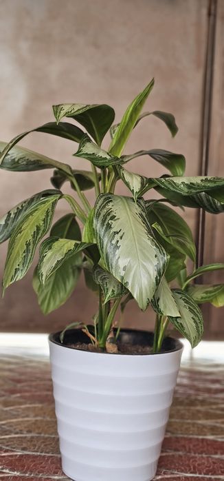 Домашние цветы большие