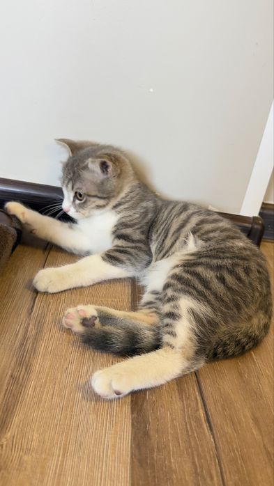 Отдам котенка мальчик