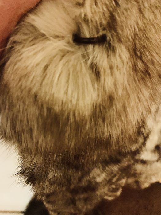 Geaca blana naturala Vulpe