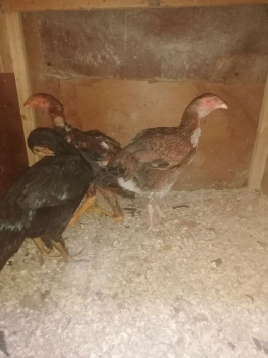 Дакан вьетнам кытай