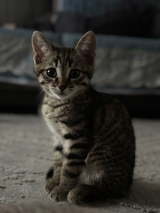 Отдам котенка в хорошие руки