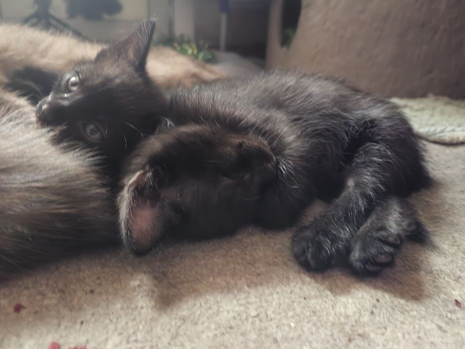 Отдам котенка в добрые руки