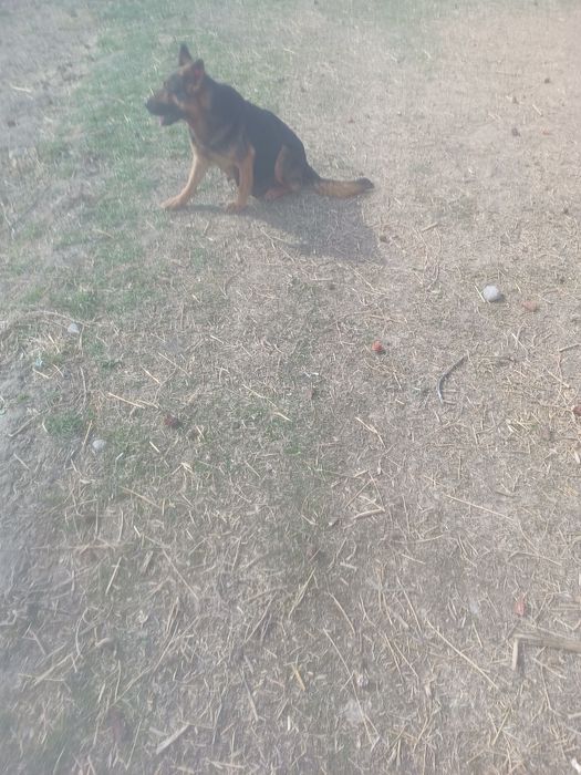 Продам щенков немецкой овчарки