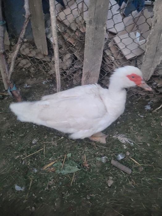 Vand rate 7 bucati