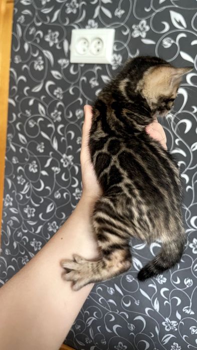 BENGAL narxini kelishamiz