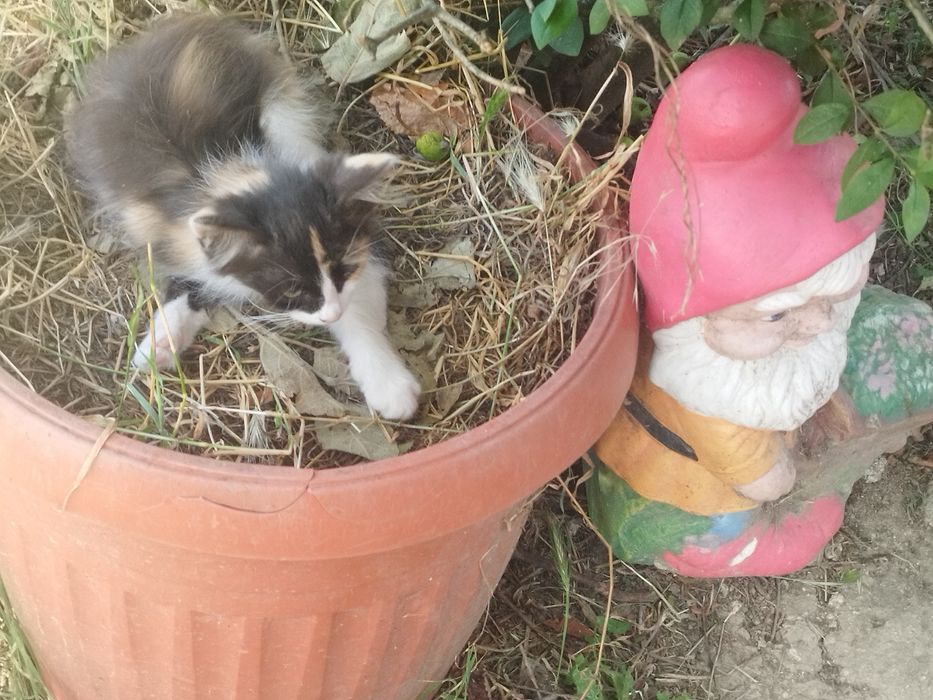 Подарявам шарени котенца