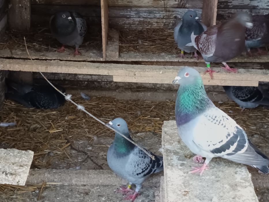 Vând  porumbei voiajori (zona comuna Berceni)