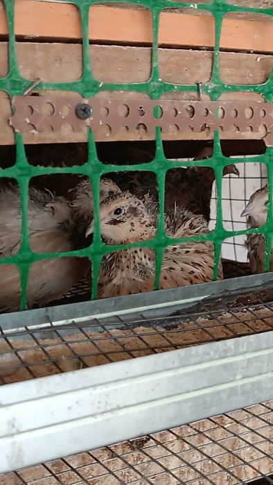 Бөдене, перепелки, 2 -3 айлық