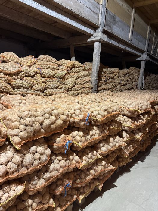 Cartofi de vanzare jud. Harghita