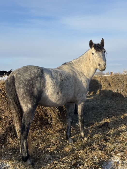 7 жасар айғыр сатам