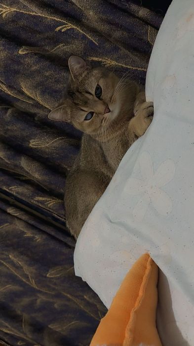 Кошка золотая шиншилла