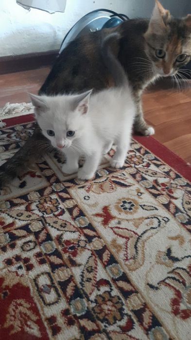 Продаеться котенок