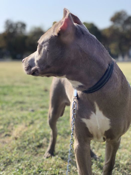 Собаки 11 месяцов,нужна сучка