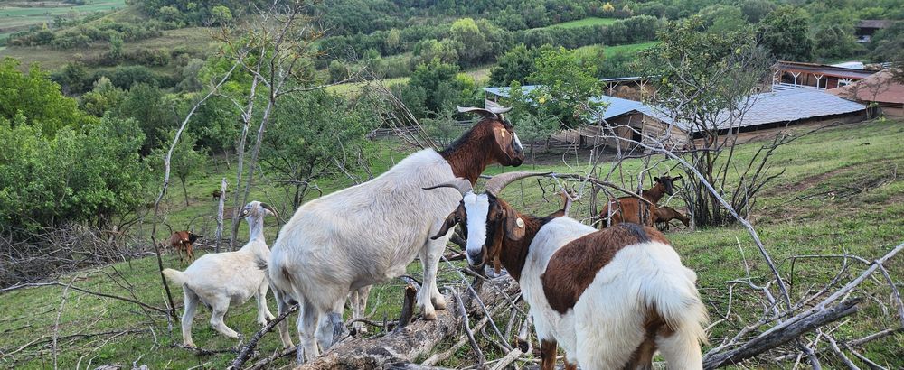 Capre  boer oferta !