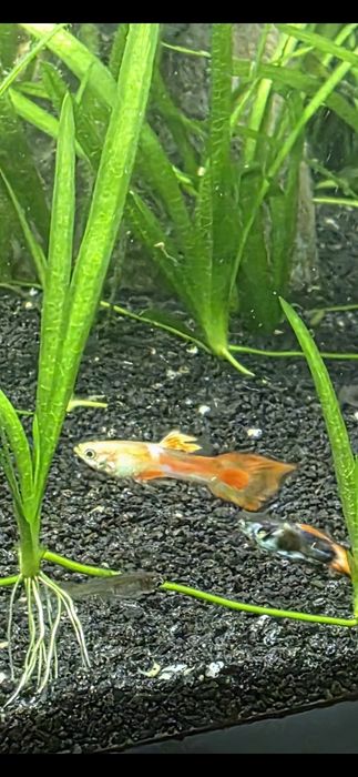 Acvariu pesti 126 litrii