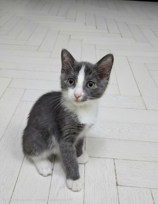 Отдам котят девочки