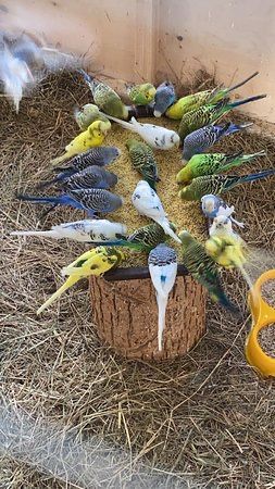 Волнистые попугаи