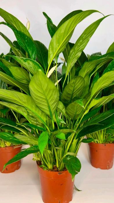 Спатифиллум 7500 тенге