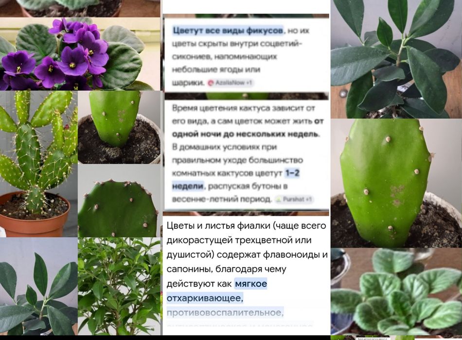 Фигус Бальзамино
