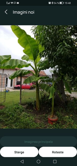 Bananier musa basjoo