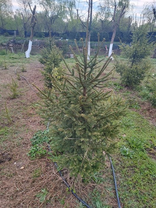 Brazi pt plantat sau pt nunti